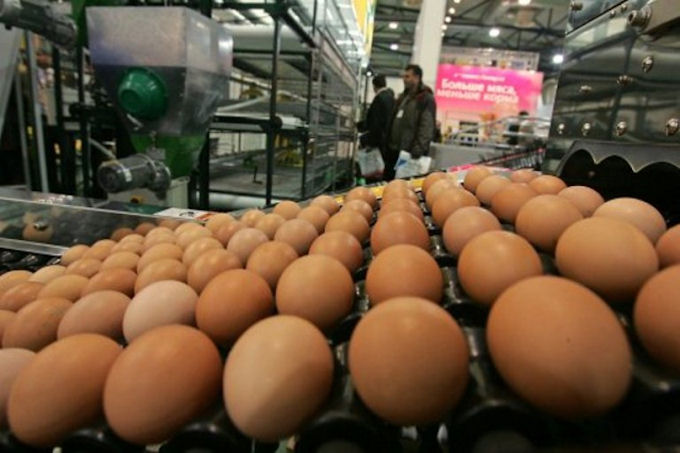 Украина займётся экспортом яичных продуктов в ЕС