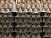Яичные продукты крупнейшего украинского производителя яиц начали экспортировать в Европу