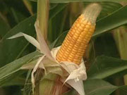 Импорт украинской кукурузы в Китай в этом году составит 1,32 млн. т.