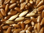 Закупки продовольственной пшеницы сокращаются