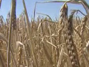 В Украине стремительно дорожает пшеничная мука