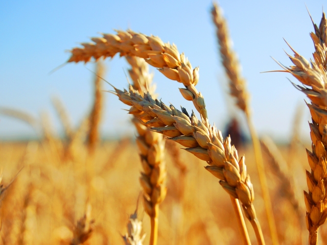 Украина продолжает экспортировать зерно
