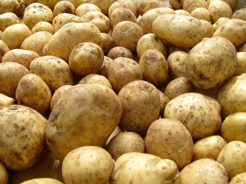 Картофеля в этом году будет меньше