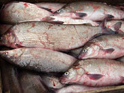 Рыба в Украине может подешеветь