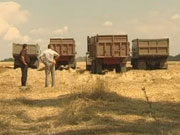 Минэкономики прогнозирует третью в истории Украины урожайность зерновых