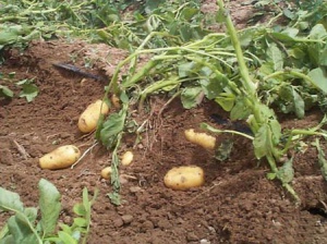 Будем есть макароны: засуха убила урожай картошки