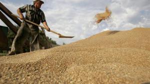 Украина может прекратить выращивать зерновые
