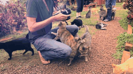 В кошачьем заповеднике на Гавайях можно погладить сразу до 500 котиков