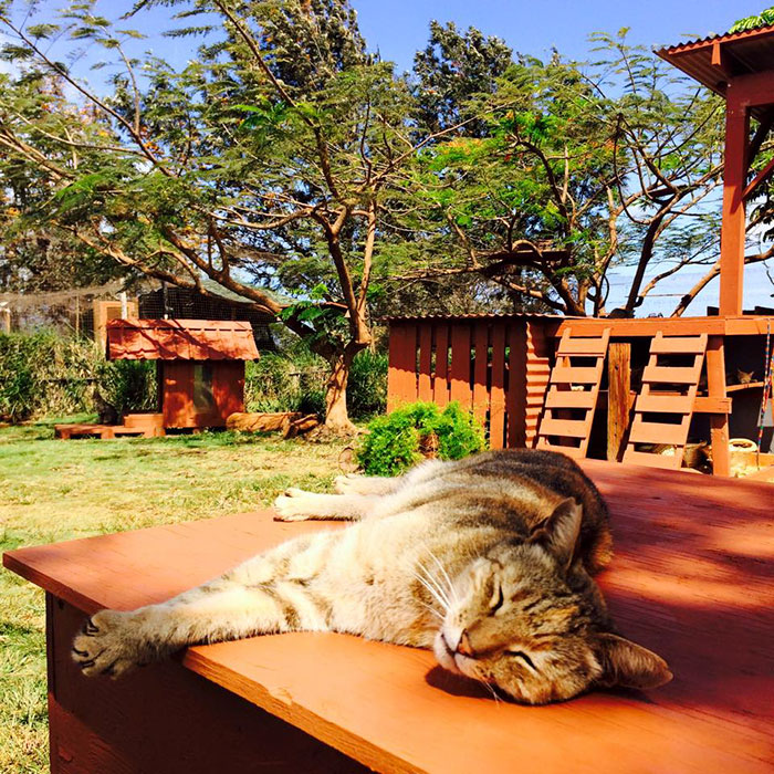 В кошачьем заповеднике на Гавайях можно погладить сразу до 500 котиков