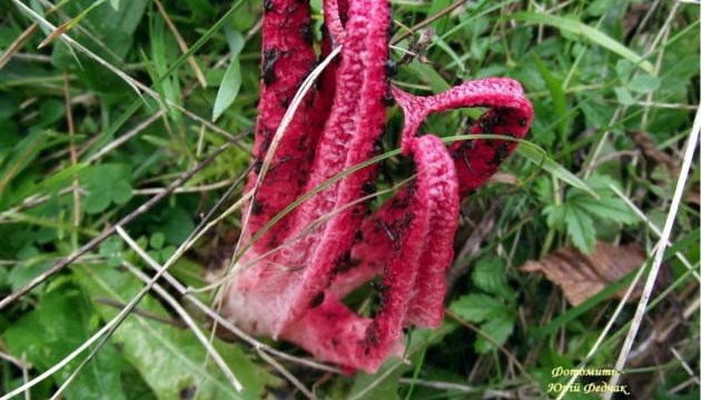 На Буковине найден редкий аленький гриб-цветочек