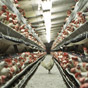 Оман заплатит за собственное птицеводство $260 млн