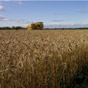 85% украинских фермеров не страхуют свой урожай