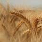 На рынке не прогнозируется дефицит пшеницы - Минагро