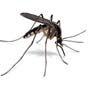 Билл Гейтс выделил более $4 млн на разработку комаров-убийц