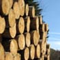 Парламент криминализировал незаконный вывоз из Украины леса и дров