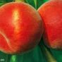 Больше всего персиков за полгода Украина продала Болгарии и Греции
