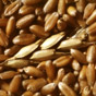 В Минагрополитики прогнозируют экспорт зерна на уровне 16 млн тонн