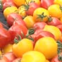 Украина на треть увеличила валютные заработки на овощах