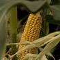 В Украине построят крупный завод для экспорта кукурузы
