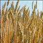 Государственная зерновая корпорация в ноябре увеличила экспорт муки на 25%