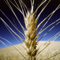 Украина установила новый рекорд по экспорту зерновых