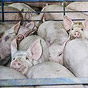 Сократилось производство украинской свинины