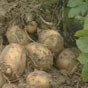 Украина побила рекорд по импорту картофеля