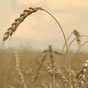 Запасы пшеницы направят на рынок, чтобы не выросли цены на муку - Минэкономики