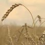 Украина войдет в топ-5 мировых экспортеров зерна – прогноз