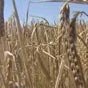 Из-за теневой продажи зерна Украина недополучила 6 миллиардов долларов за 4 года