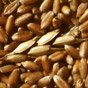 В ООН прогнозируют сокращение мировых запасов зерна до минимума за 5 лет